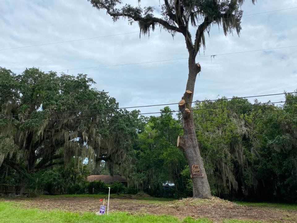 A recently chopped live oak that Port Royal residents are fighting to keep was adorned with a sign that read “Far From Ordinary” on Friday, Aug. 12, 2022.