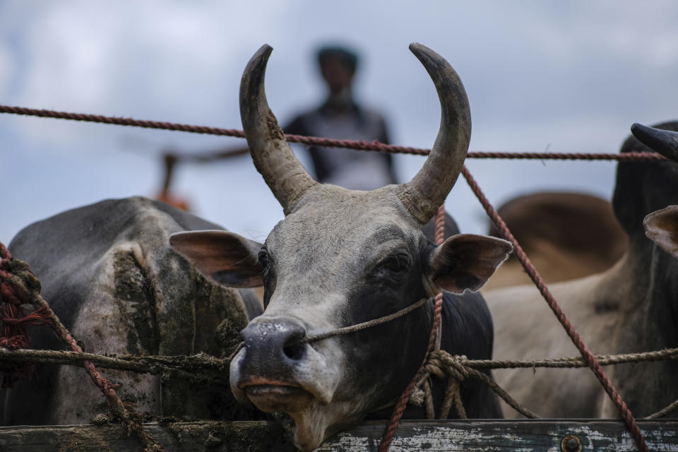 Cattle stand tethered at Gabtoli cattle market ahead of Eid-al Adha in Dhaka, Bangladesh, Friday, July 16, 2021. Millions of Bangladeshis are shopping and traveling during a controversial eight-day pause in the country’s strict coronavirus lockdown that the government is allowing for the Islamic festival Eid-al Adha. (AP Photo/Mahmud Hossain Opu)