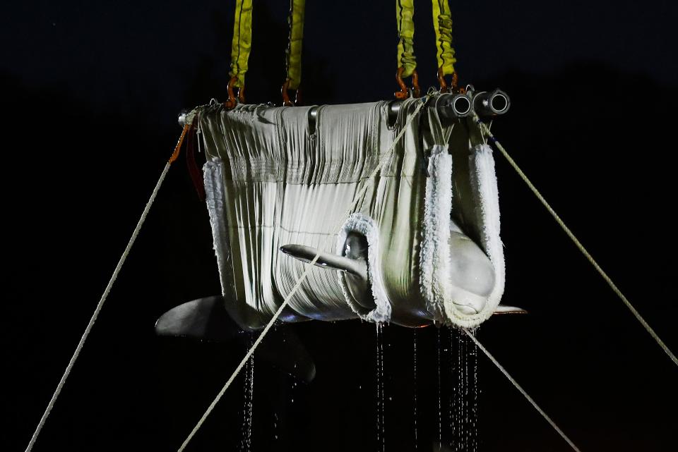 A beluga whale is suspended in midair as it is moved to a transport cart after arriving at Mystic Aquarium in Mystic, Conn., on May 15. The whale was among five imported to the aquarium from Canada for research on the endangered mammals.