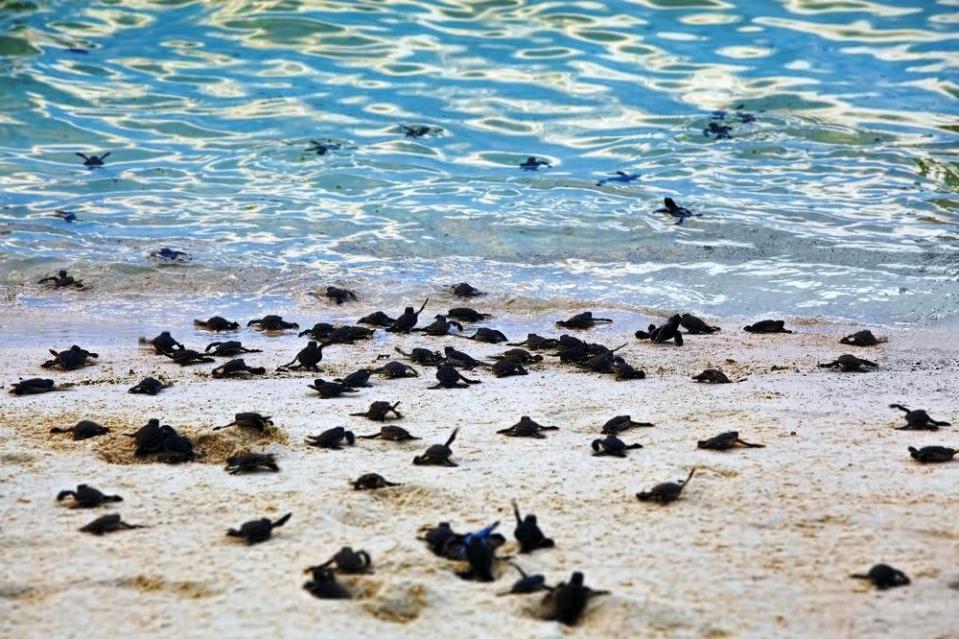 L'éclosion des tortues imbriquées à Bornéo