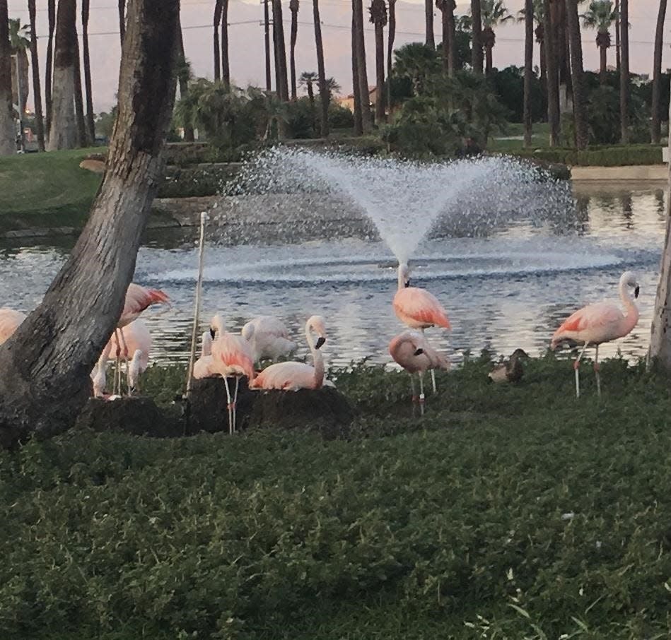 Pink flamingos enjoy the water and the heat.