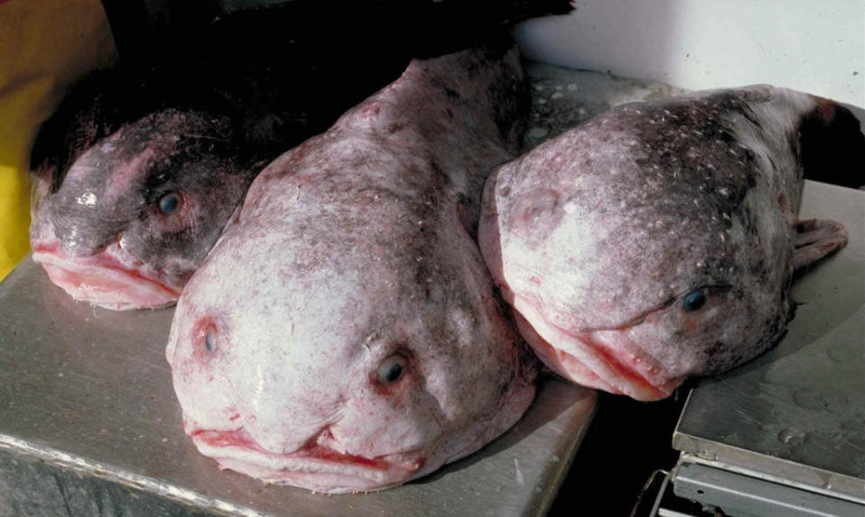 Three blob fish on a counter