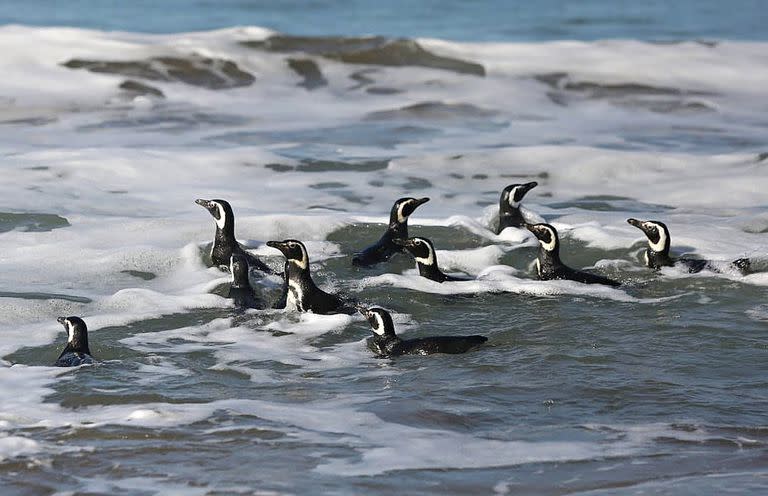 Los pingüinos en su medio natural