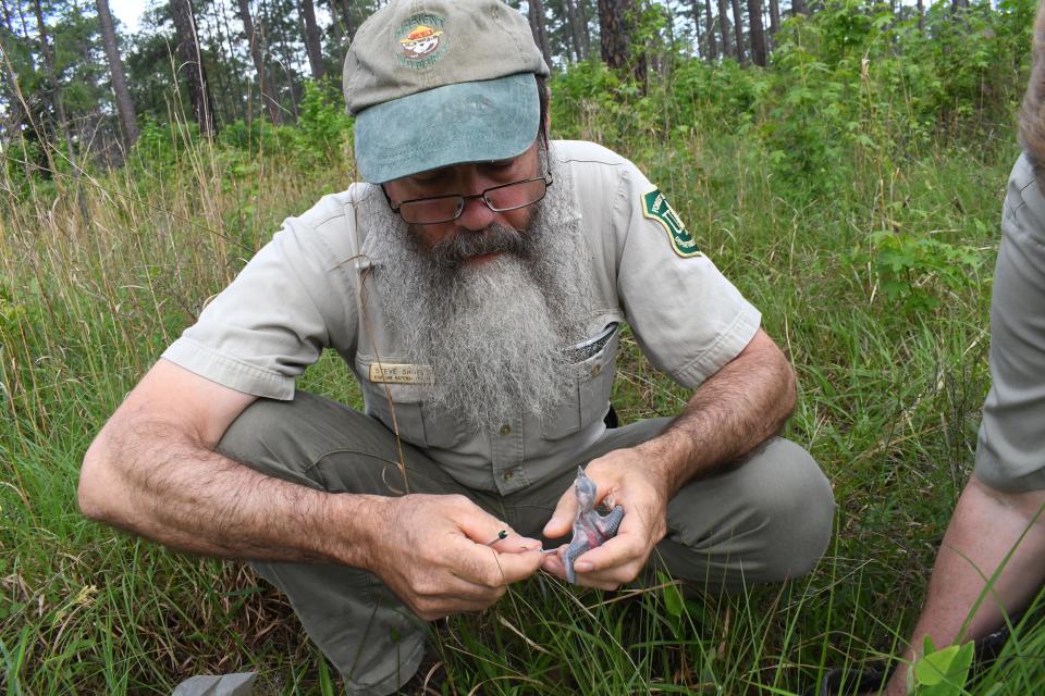 Cody Austell, U.S. Forest Service wildlife technician and U.S. Forest Service Biologist Steve Shively band red cockaded woodpecker chicks in Kisatchie National Forest. The U.S. Fish and Wildlife Service has listed the birds as endangered. Old growth pine trees over 100 years old are their normal habitat but many of those trees were cut down threatening the species. Using artificial cavities and monitoring the birds, the U.S. Forest Service is helping the birds thrive.