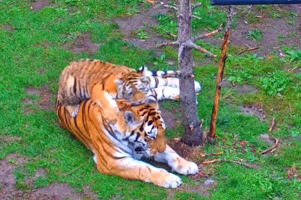 ▲沒想到Mila不死心，又再度爬上媽媽的頭。（圖／FB帳號TheTorontoZoo）