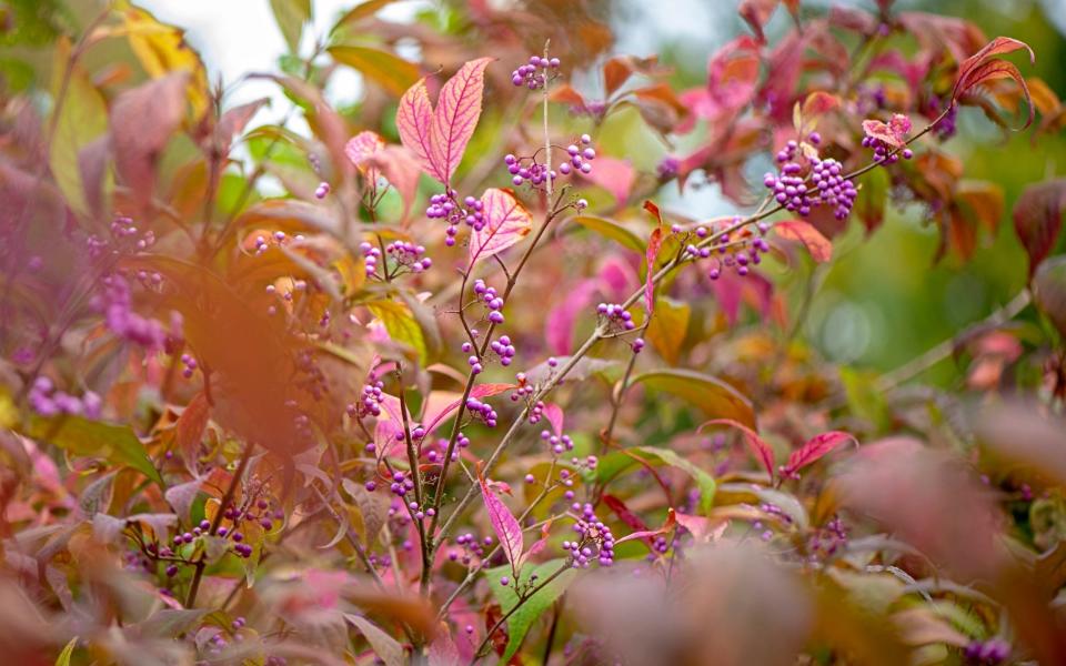 The beautiful purple berries of Callicarpa bodinieri var giraldi - Jacky Parker Photography 