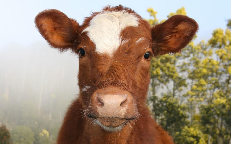 Fleisch ohne Tierleid - ist das überhaupt möglich? (Bild: ZDF/Colourbox.de, FiledIMAGE, Chris Putnam)