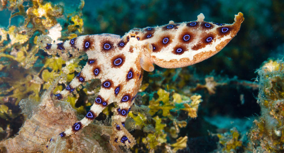 The greater blue-ringed octopus (Hapalochlaena lunulata) Source: Google Images