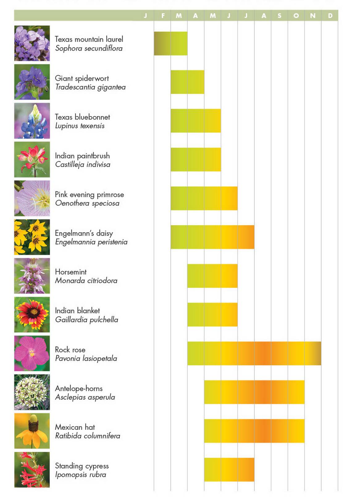Here’s when Texas wildflowers typically bloom.