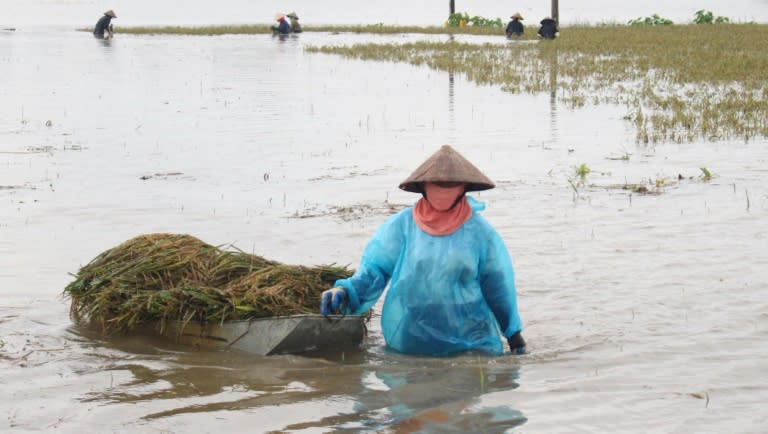 A farmer pulls a boat loaded with harvested paddy on a flooded rice field in the northern province of Ha Nam on October 12, 2017