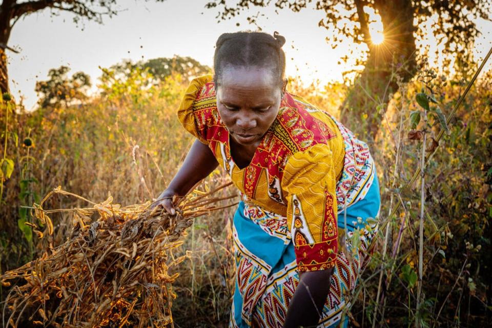 WFP is giving drought-resistant seeds and training on climate-smart practices to women farmers in Zambia (WFP/Andy Higgins)