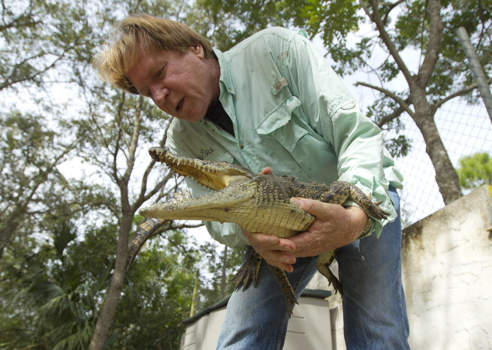 In this Wednesday, Nov. 28, 2012 photo, Joe Wasilewski works with a captured Nile crocodile, caught near his Homestead, Fla., home. State wildlife officials have given their agents a rare order to shoot to kill in the hunt for a young and potentially dangerous Nile crocodile loose near Miami. "They get big. They're vicious. The animals are just more aggressive and they learn that humans are easy targets," says Wasilewski, a reptile expert and veteran wrangler. The American croc "is a gentle animal, believe it or not. That's their nature. They're more fish eaters. They don't consider humans a prey source," says Wasilewski. (AP Photo/J Pat Carter)