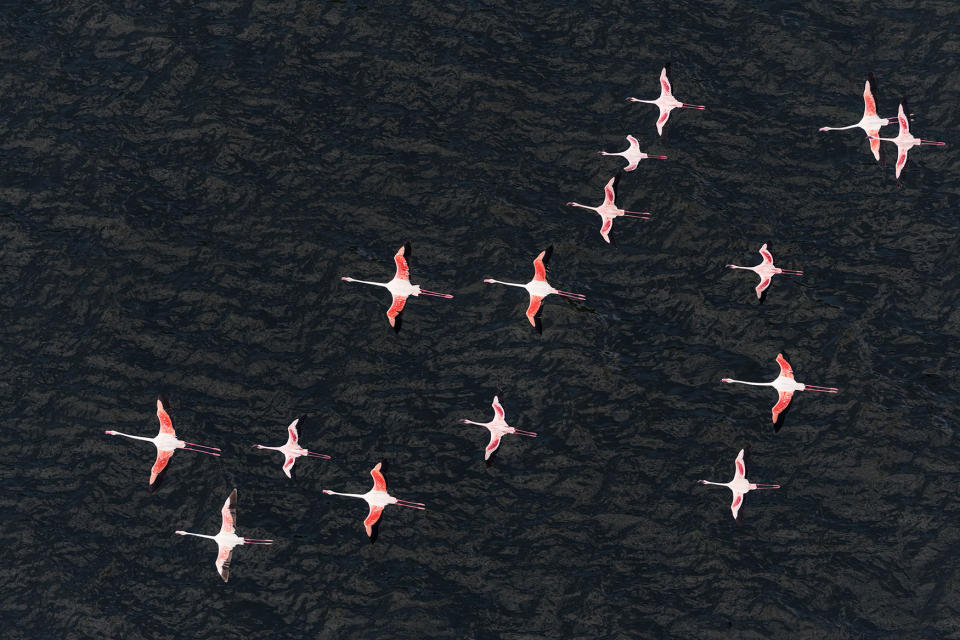 Flamingos from above