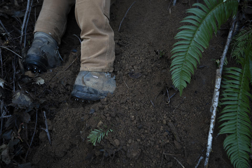 Washington State Department of Natural Resources geologist Emilie Richard examines the site of a landslide in the Capitol Forest, Thursday, March 14, 2024, in Olympia, Wash. (AP Photo/Jenny Kane)