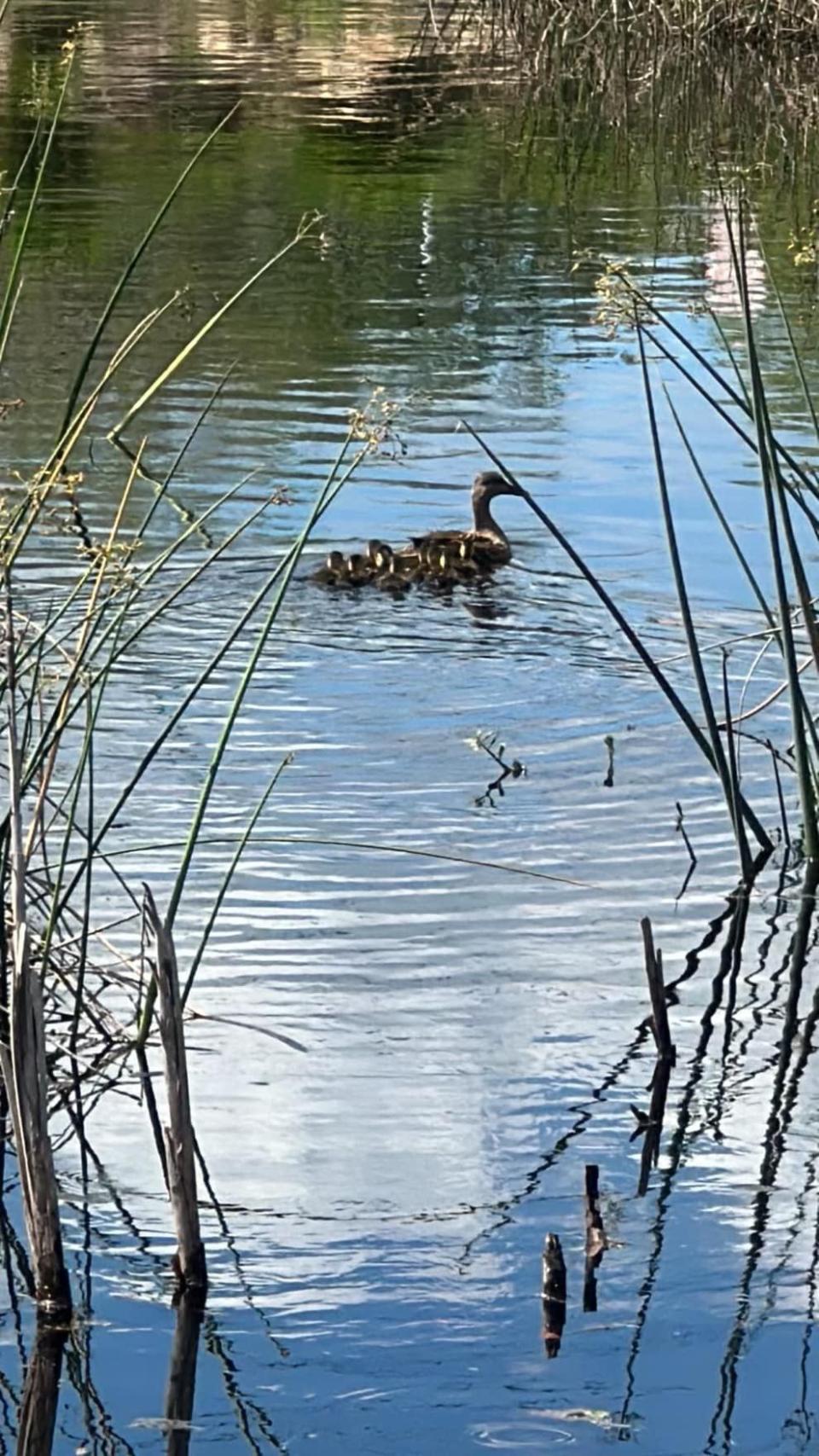 11 baby ducks were reunited with their mother on Saturday afternoon when Oviedo firefighters pulled them out of a storm drain.