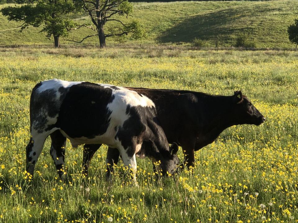 Oxbury will be the first British bank to specifically target farmers in almost 100 years. Photo: Oxbury