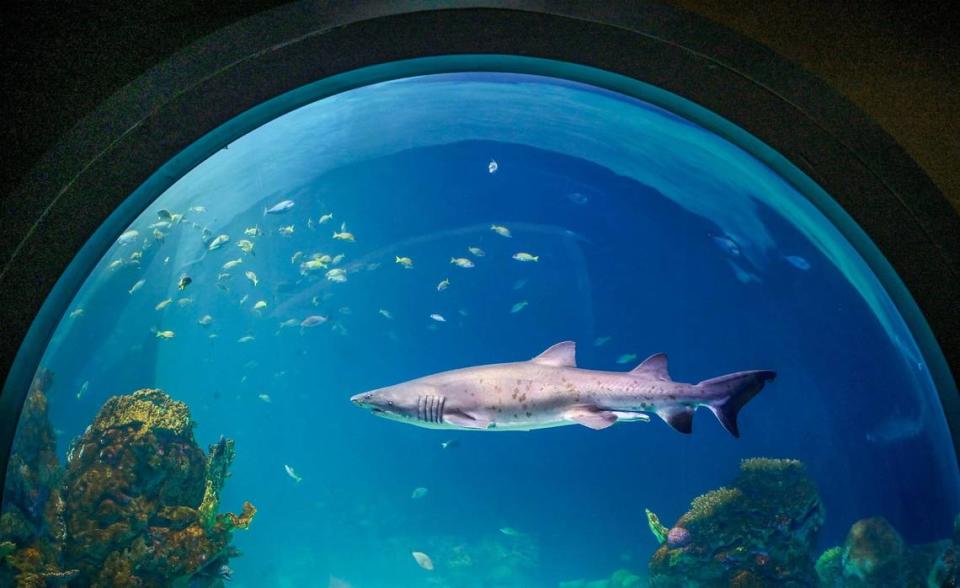 A sand tiger shark swims at the Sobela Ocean Aquarium on Thursday, Aug.10, 2023. The new $77 million, 650,000 gallon aquarium, is set to open Sept. 1, at Kansas City Zoo & Aquarium.