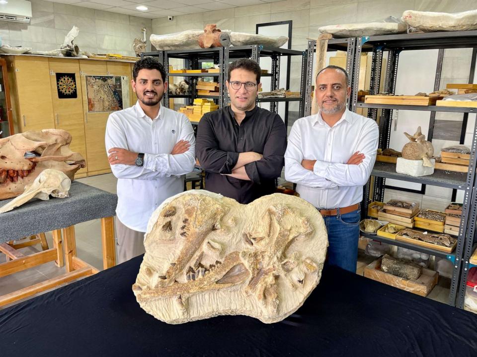 PHOTO: The Egyptian paleontologists Abdullah Gohar, Mohamed Sameh, and Hesham Sallam (from left) stand next to the holotype fossils of the newly identified basilosaurid whale, Tutcetus rayanensis, at Mansoura University Vertebrate Paleontology Center. (Courtesy of Hesham Sallam)