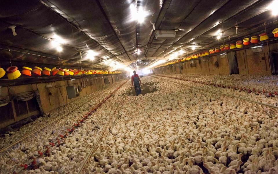 A chicken farm in Fairmont, North Carolina. The Government has denied that a trade deal will force Britain to accept looser food standards - RANDALL HILL/REUTERS 