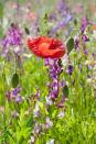 <p>These papaver rhoeas, commonly referred to as corn, field or common poppies, are annual wildflowers that became a symbol of the <a href="http://www.missouribotanicalgarden.org/PlantFinder/PlantFinderDetails.aspx?taxonid=284850&isprofile=0&cv=5" rel="nofollow noopener" target="_blank" data-ylk="slk:blood spilled;elm:context_link;itc:0;sec:content-canvas" class="link ">blood spilled</a> in World War I. </p><p><strong>Bloom season</strong>: Spring and summer</p><p><a class="link " href="https://www.amazon.com/Scuddles-Garden-Tools-Set-Gardening/dp/B07621FLPW/ref=sr_1_3_sspa?keywords=gardening+kit&qid=1584129763&sr=8-3-spons&psc=1&spLa=ZW5jcnlwdGVkUXVhbGlmaWVyPUEzRzFTWUVQSTFQTDFRJmVuY3J5cHRlZElkPUEwMDMzOTg2MkVDV0dSUUVSWVlOVyZlbmNyeXB0ZWRBZElkPUEwMTYyMTE3VVZYMUc5OVhJTDY1JndpZGdldE5hbWU9c3BfYXRmJmFjdGlvbj1jbGlja1JlZGlyZWN0JmRvTm90TG9nQ2xpY2s9dHJ1ZQ%3D%3D&tag=syn-yahoo-20&ascsubtag=%5Bartid%7C10063.g.35661704%5Bsrc%7Cyahoo-us" rel="nofollow noopener" target="_blank" data-ylk="slk:SHOP GARDENING KIT;elm:context_link;itc:0;sec:content-canvas">SHOP GARDENING KIT</a> </p>