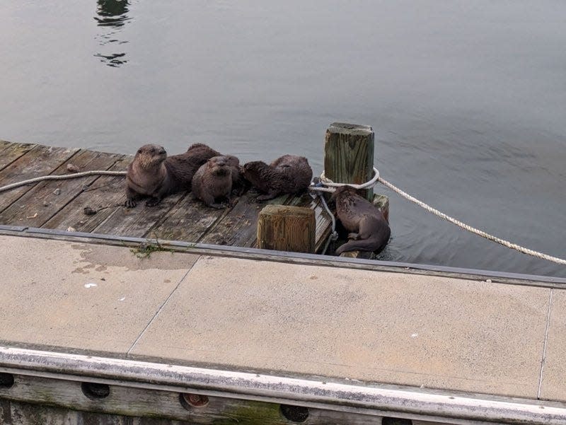 River otters rest on a dock at the 9th Avenue Pier in Belmar on Tuesday, July 18, 2023.