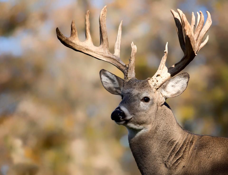A new wildlife management area in Mississippi will offer hunters an opportunity to hunt property where hunting hasn't been allowed in 20 years.