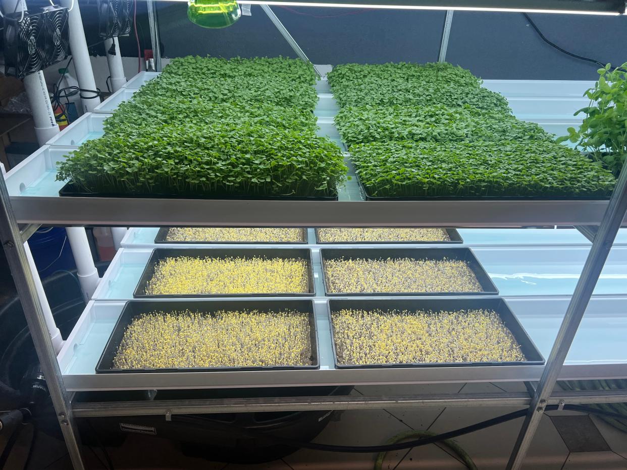 In addition to microgreens, a wide variety of crops can be grown hydroponically including tomatoes, peppers and cucumbers.
