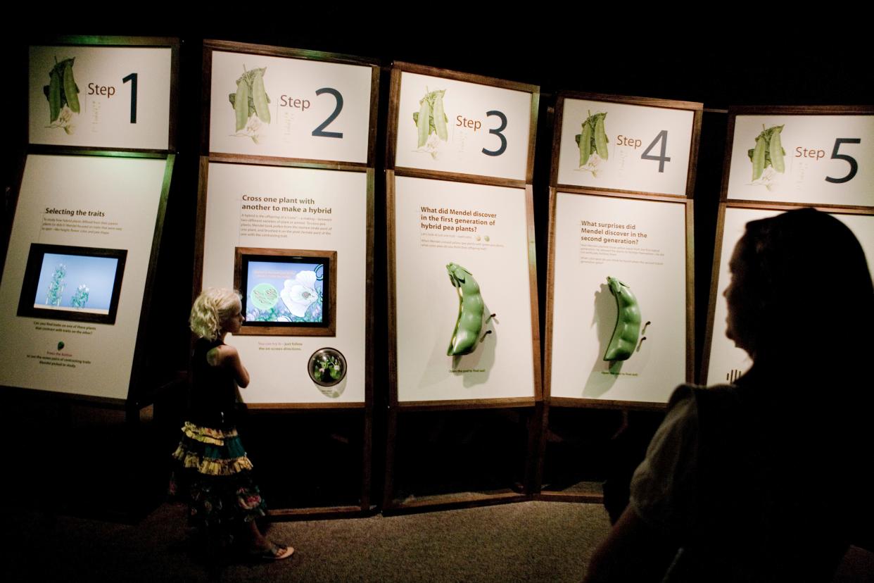 A 6-year-old child looks at a interactive kiosk as her aunt watches her at the "Gregor Mendel: Planting the Seeds of Genetics" exhibit at the Academy of Natural Sciences in Philadelphia in 2008.