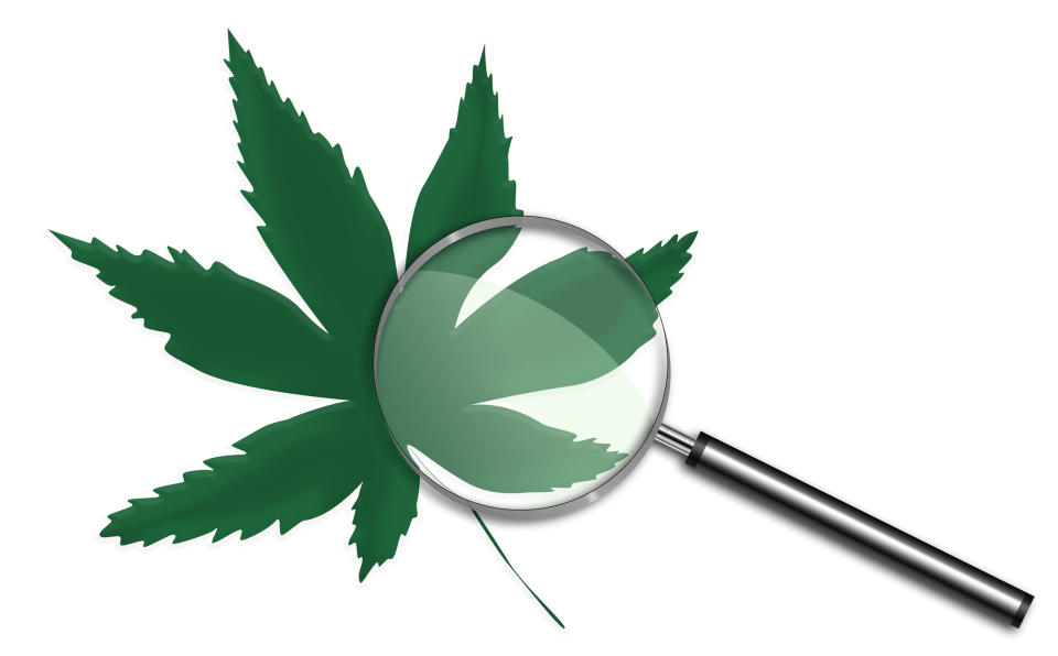 Magnifying glass on top of a marijuana leaf