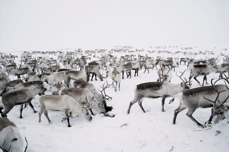 在雪地中，集結的馴鹿群是北極圈常見的景象。馴鹿身體覆蓋著輕盈但極為抗寒的毛皮，但因氣候變遷，大地冰封，馴鹿覓食也產生了困難（朱建銘攝影）