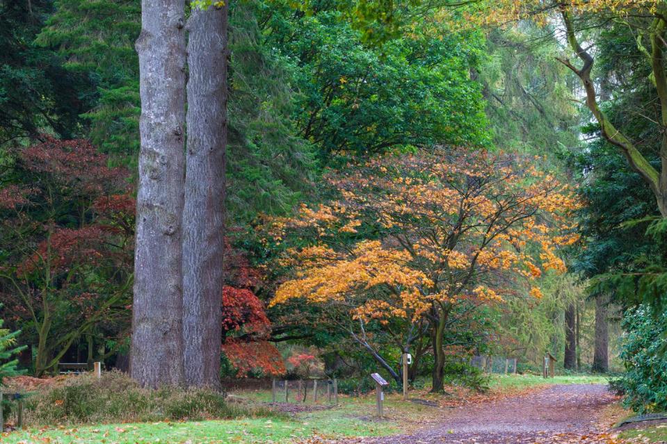 Bedgebury, a National Pinetum on the Kent & Sussex boarder