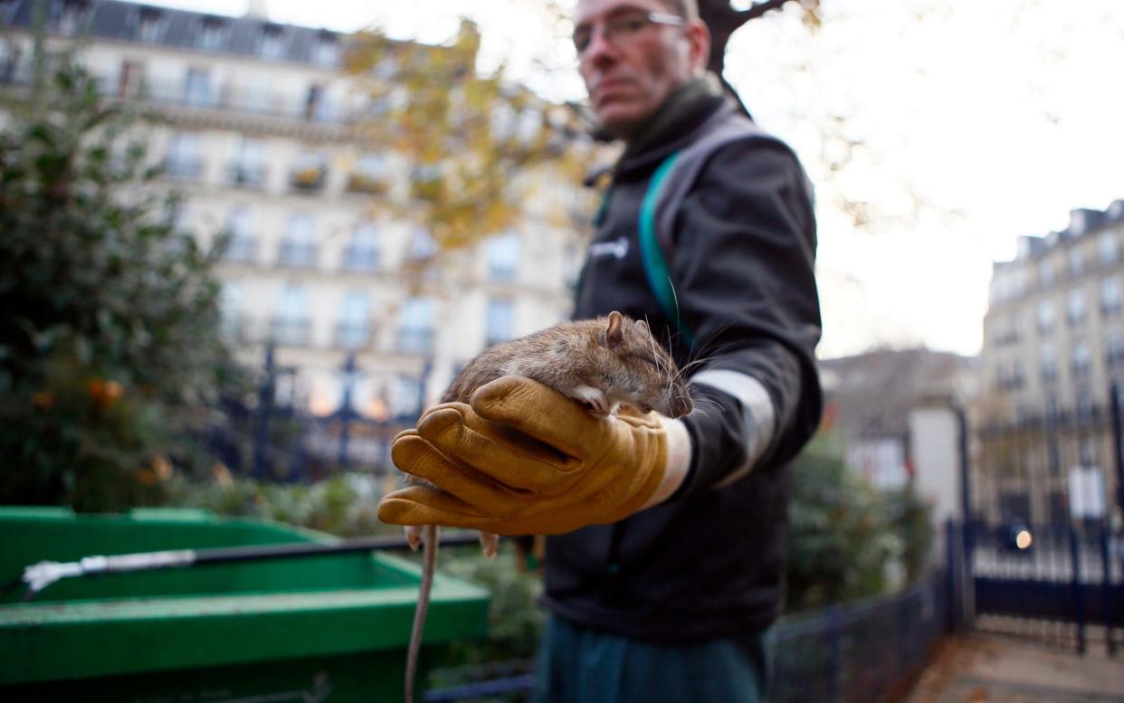 A Paris city employee shows a dead rat in the Saint Jacques Tower park, in the center of Paris - AP