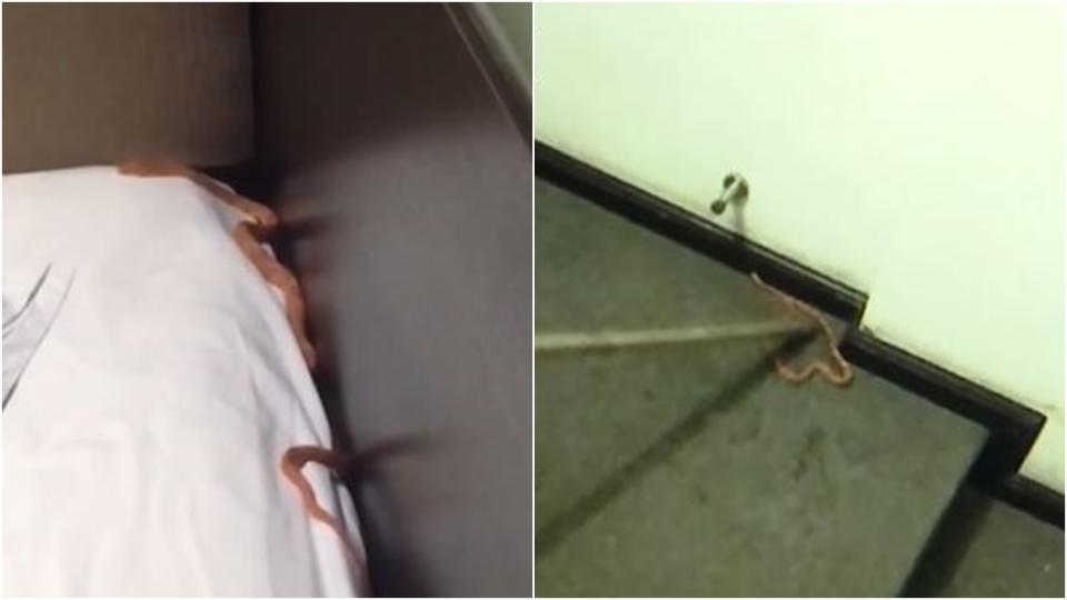 大陸一間飯店被投訴枕頭下有蛇。（圖／翻攝自百姓關注微博）