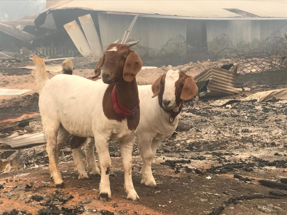 Goats survey the remnants of Pearson's farm after the fire. (Photo: Erich Pearson)