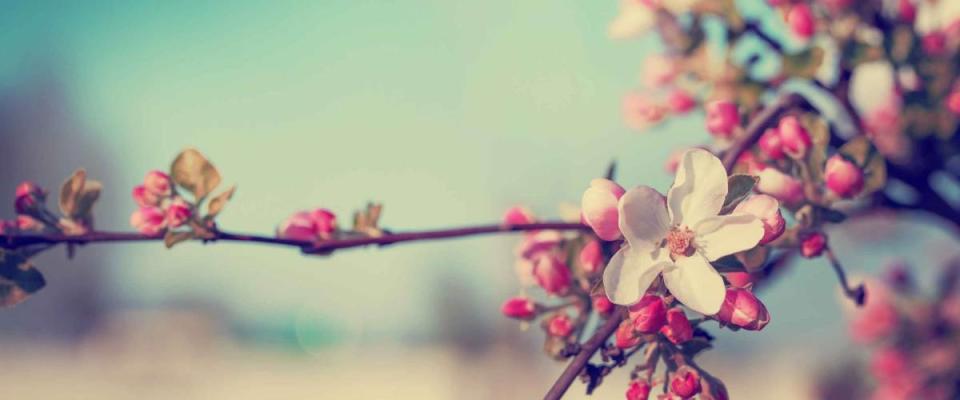 Blossom tree over nature background/ Spring flowers/Spring Background