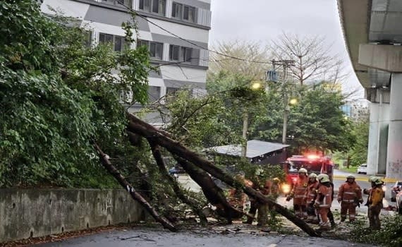 (觀傳媒新竹新聞)【記者金祐妤/新竹報導】 新竹市大學路51巷日前發生一起樹木倒塌意外，引發民眾關心。市長高虹安沉痛表示，她代表市府向家屬表達最深切的慰問和哀悼，並指示市府各局處成立專案小組，以最大誠意協助家屬進行相關賠償事宜申請，程序上亦全力配合地檢署調查。