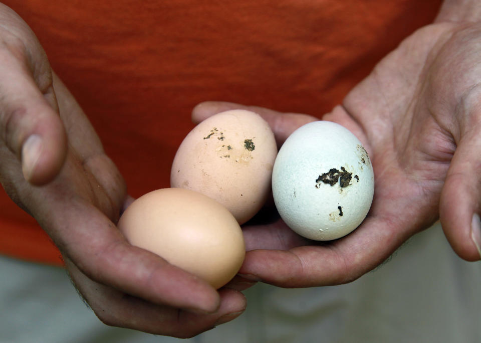 Jonah McDonald' holds freshly laid eggs from chickens at his Atlanta home Wednesday, May 30, 2012. McDonald says he washes the eggs thoroughly before eating them. McDonald teaches about chickens at an Atlanta school and says he always advises students to wash their hands after handling the birds. Mail-order chicks that appeal to kids and backyard farmers have been linked to the U.S.'s longest running salmonella outbreak, sickening more than 300 people - many of them young children. McDonald said he doesn't know of anyone who's gotten salmonella from handling chickens. "The kids in my neighborhood come over and feed scraps into the cages," he added. "It's a real community thing." (AP Photo/John Bazemore)