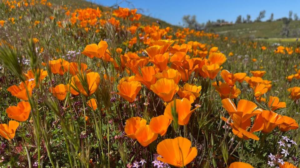 California poppies bloom in the fields along Shell Creek Road on April 9, 2023.