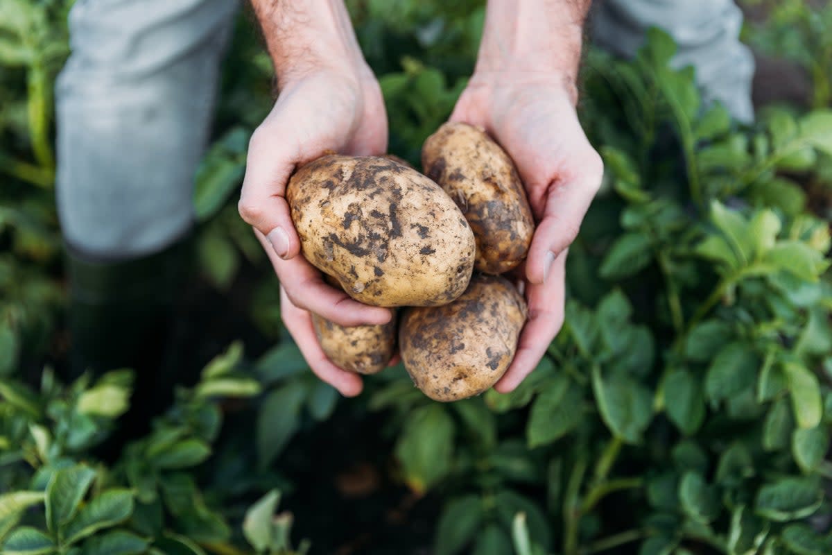 Potatoes can now be stored in the fridge, food experts say  (Getty Images/iStockphoto)