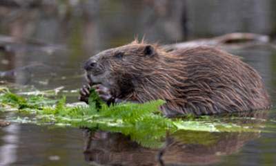 Beaver Bites Man To Death In Belarus Attack