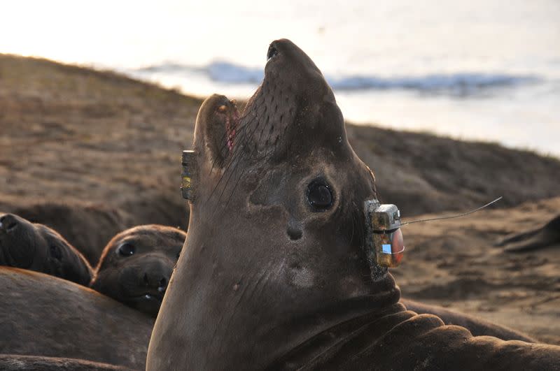 A bio-logging electronic tag is seen attached to the head of a female northern elephant seal at Ano Nuevo State Park