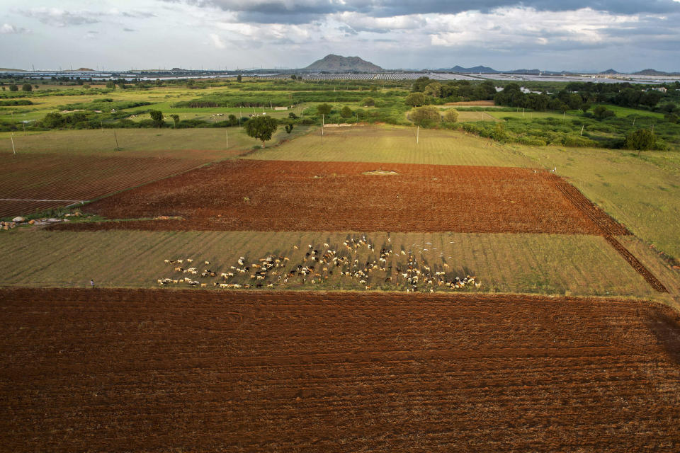 Arid land that has been prepared for cultivation in Pavagada Tumkur district, in the southern Indian state of Karnataka, India, Thursday, Sept. 15, 2022. (AP Photo/Rafiq Maqbool)