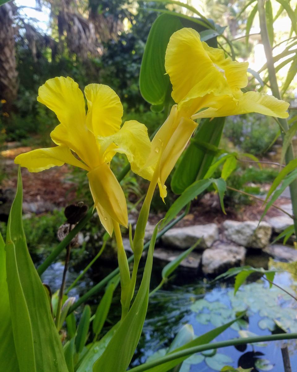 Golden canna’s bright yellow blossoms bring cheerful color to your water feature.