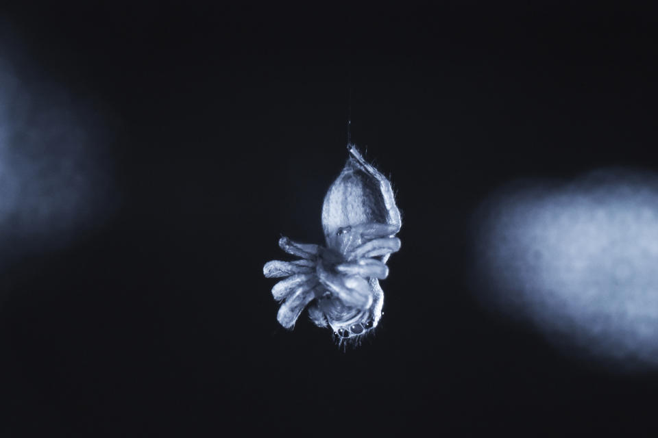 This photo provided by Daniela C. Roessler in August 2022 shows a jumping spider (E. arcuata) exhibiting leg curling during a REM sleep-like state. A study published on Monday, Aug. 8, 2022, suggests that jumping spiders show signs of sleep cycles, similar to humans and some animals. (Daniela C. Roessler via AP)