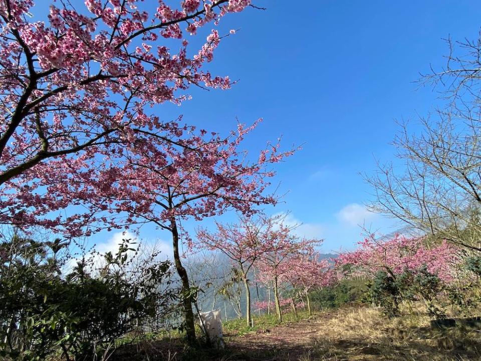 （圖片來源：雲林縣政府）