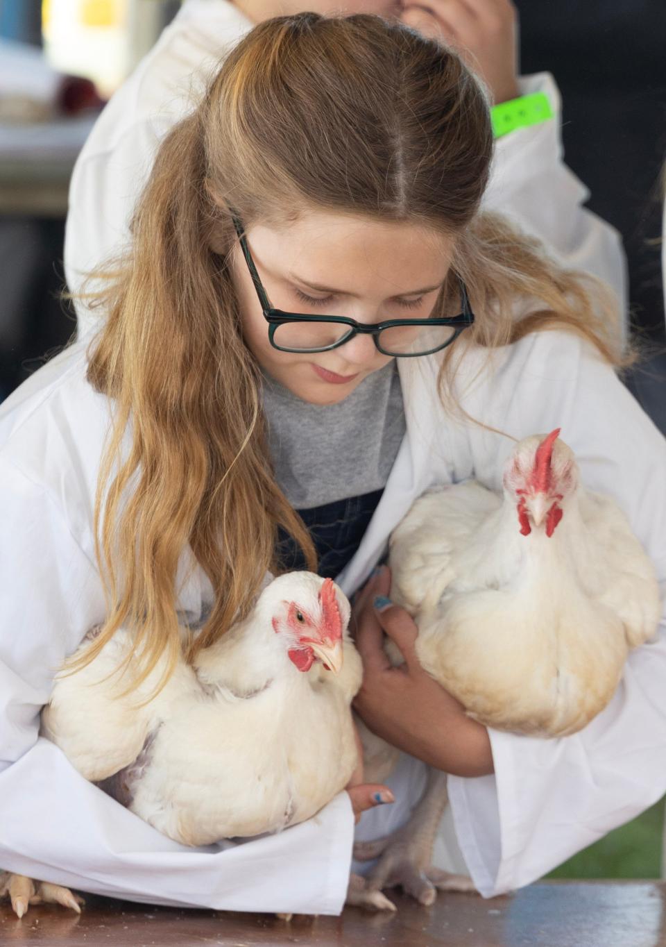 Paisley Wyatt, 10, of East Canton works to contain her broiler chickens during judging at the Stark County Fair on Tuesday.