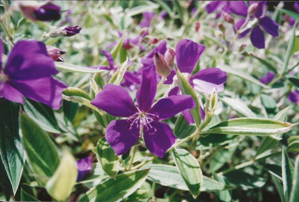 Hybrid glory bush.