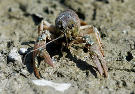 A calico crayfish (Orconectes immunis) is pictured in Rheinstetten, Germany, August 9, 2018. REUTERS/Ralph Orlowski