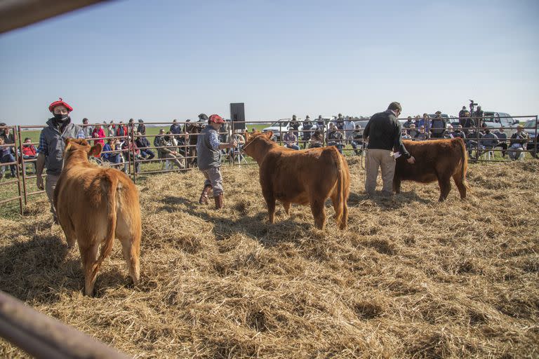 Un emprendedor todoterreno Leonardo Hernandez

La historia del empleado de una casa de remates feria que pasó a ser el dueno de una de las cabanas mas exitosas de Limangus
vacas vaca ganado campo