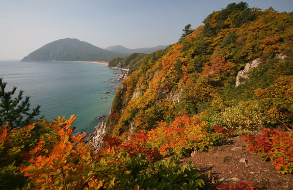 Oak, maple and pine trees peer over a cliff to the Sea of Japan at the Lazovskii Nature Reserve in the southern Russian Far East. The Amur tigers here hunt sika deer, wild boar and even basking harbor seals.